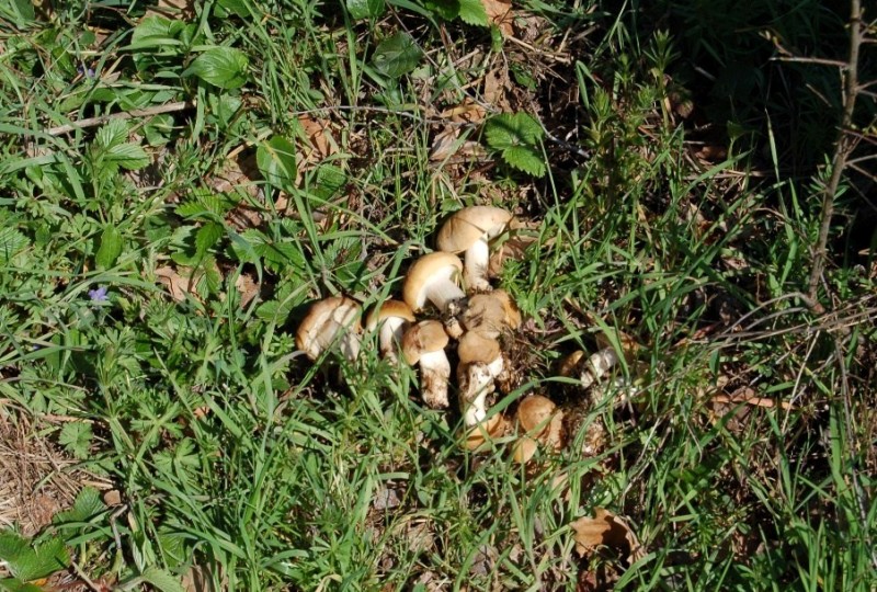 I primi di quest''anno (Calocybe gambosa)